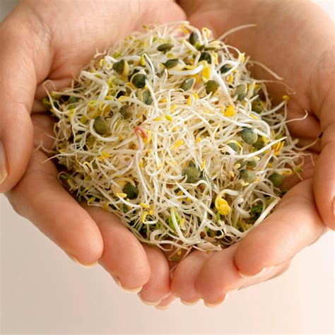 alfalfa sprouts seeds to buy